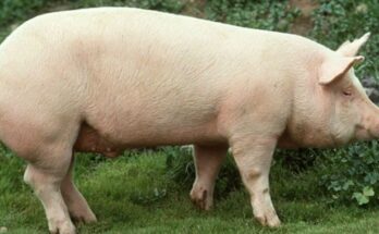 El gobierno de México analiza levantar la suspensión de importaciones de carne de cerdo procedente de España.