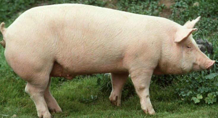 El gobierno de México analiza levantar la suspensión de importaciones de carne de cerdo procedente de España.