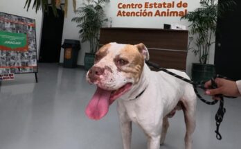 Las autoridades de Nuevo León rescatan a un perro agredido, destacando la importancia de la protección animal con una nueva querella.