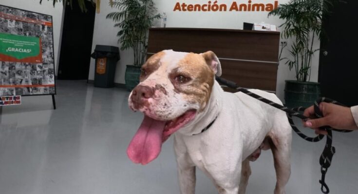Las autoridades de Nuevo León rescatan a un perro agredido, destacando la importancia de la protección animal con una nueva querella.
