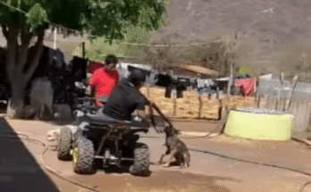 Organizaciones alertan sobre un acto de crueldad animal en Guerrero y piden medidas urgentes ante esta violencia.