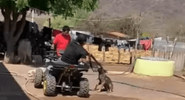 Organizaciones alertan sobre un acto de crueldad animal en Guerrero y piden medidas urgentes ante esta violencia.