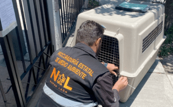 Inspectores de División Ambiental actúan ante alarmantes reportes de maltrato animal en tres municipios, buscando proteger a los animales afectados.