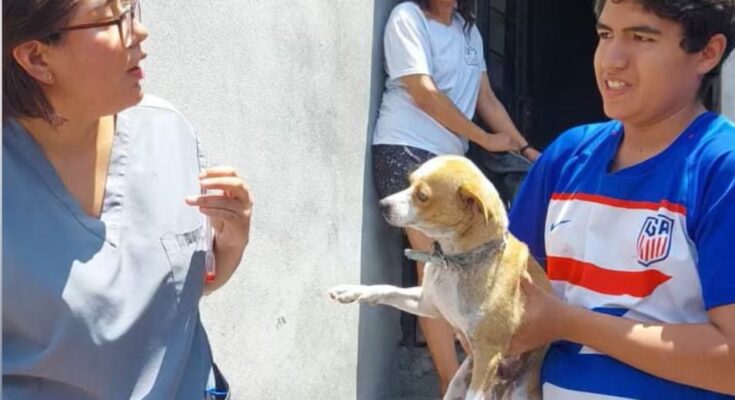 Descubre cómo la atención veterinaria gratuita está beneficiando a la comunidad animal en Santa Catarina.