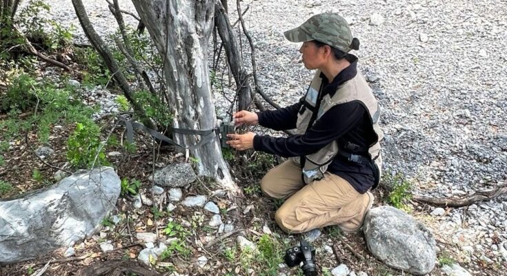 Se intensifican medidas contra el gusano barrenador con el uso de cámaras trampa en Doctor González para proteger fauna silvestre.