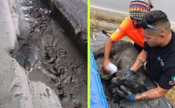 Bomberos y Protección Civil de Juárez salvan a un perro de una situación crítica, resaltando su compromiso por el bienestar animal.