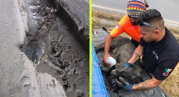 Bomberos y Protección Civil de Juárez salvan a un perro de una situación crítica, resaltando su compromiso por el bienestar animal.